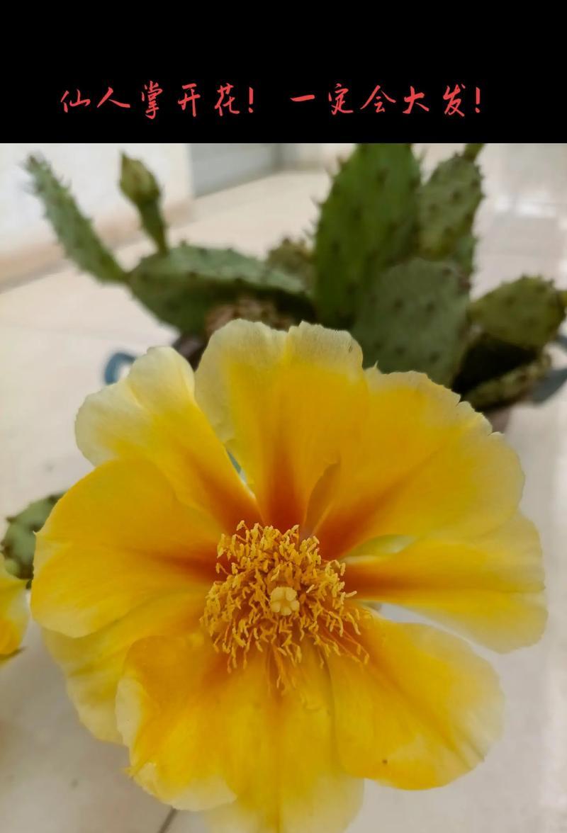 开花仙人掌的后续养护和管理方法是什么？