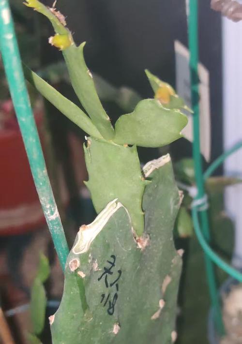开花仙人掌的后续养护和管理方法是什么？