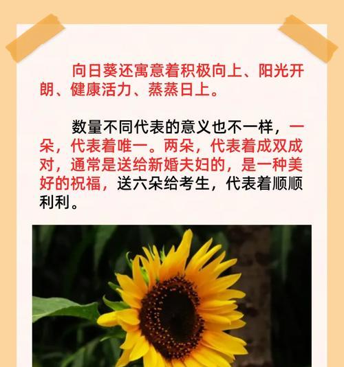 朋友送的花花语有什么特别含义？