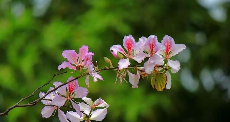 沙滩上的花语有哪些？