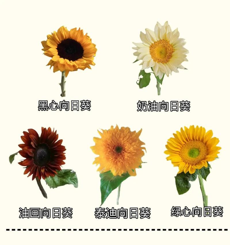 向日葵的好朋友花语有何深意？它象征着什么？