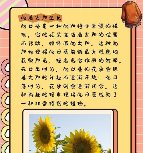 向日葵的好朋友花语有何深意？它象征着什么？