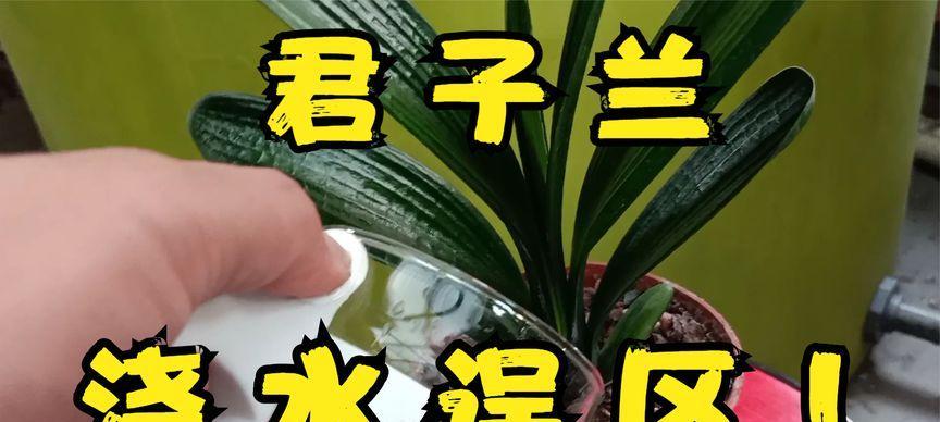君子兰浇水底座发黑的原因是什么？