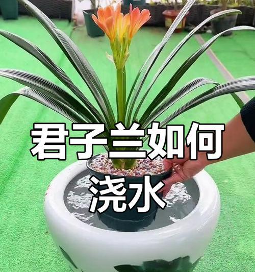 君子兰盆泥盆景的正确养护方法是什么？浇水频率应如何掌握？