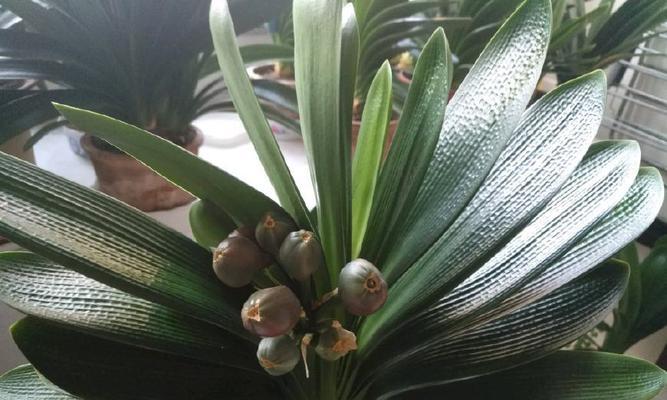 君子兰种子寄养后多久发芽？发芽过程是怎样的？