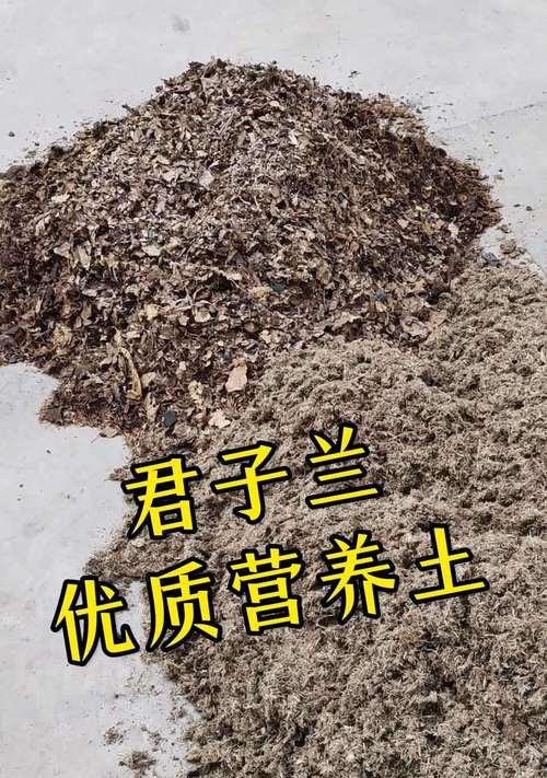 桐树叶养君子兰怎么养？使用桐树叶作为肥料的正确方法是什么？