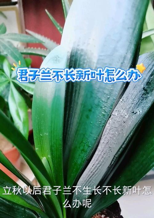 桐树叶养君子兰怎么养？使用桐树叶作为肥料的正确方法是什么？
