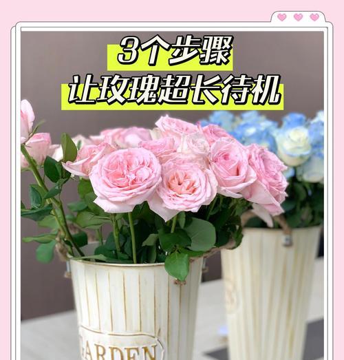 玫瑰花在瓶中如何养护以延长花期？