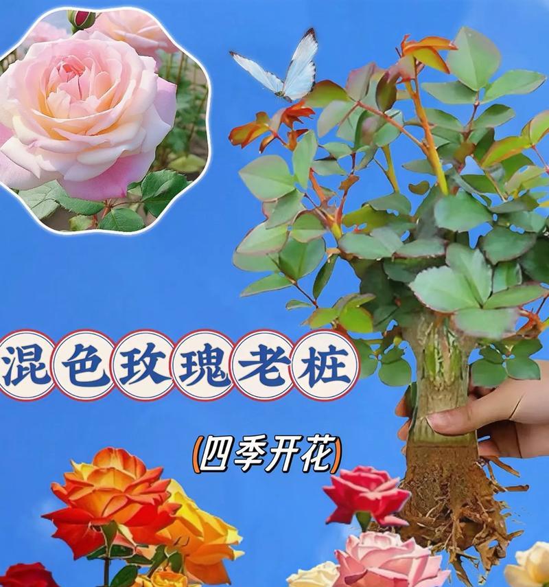 小生活玫瑰花种植有哪些技巧？
