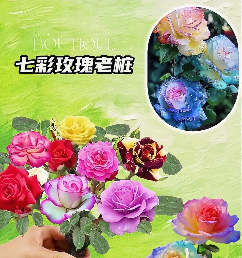 小生活玫瑰花种植有哪些技巧？