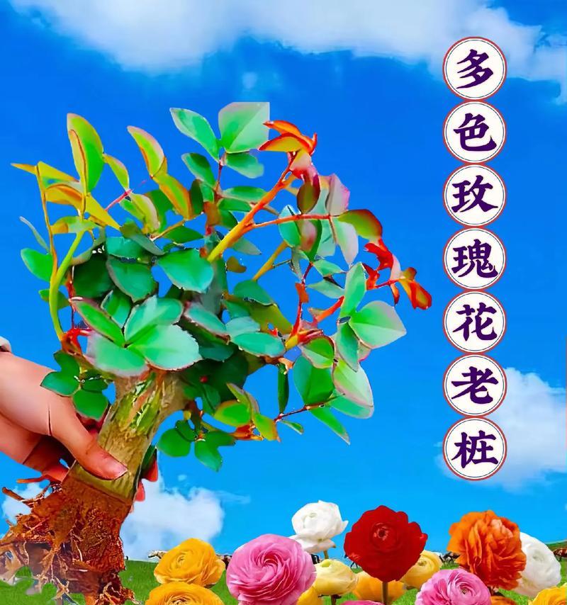 小生活玫瑰花种植有哪些技巧？