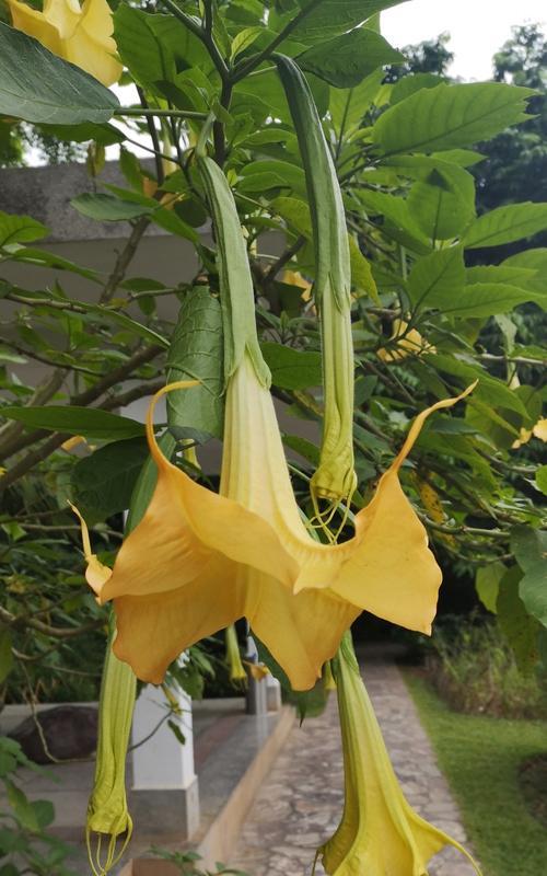 红萼梅玫瑰花的养殖方法？需要注意什么？