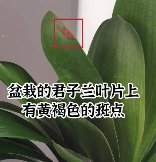 君子兰叶子不整齐耷拉是为什么？如何解决叶子问题？