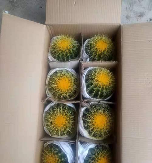 小球虎仙人球培养过程中应注意什么？