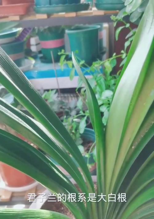 君子兰土很干怎么浇水？正确浇水方法是什么？