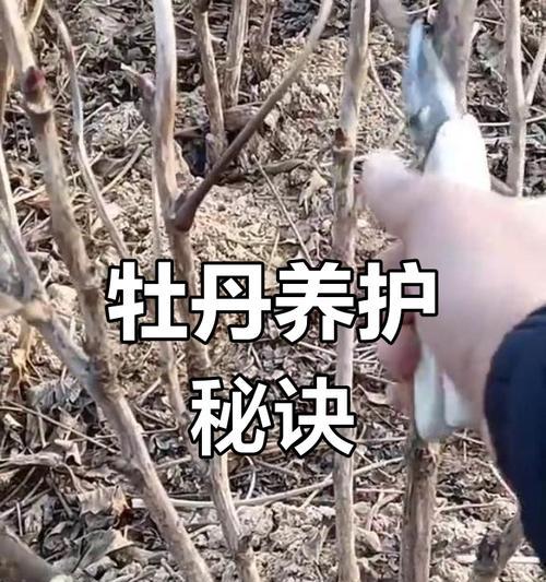 牡丹花养护需要注意什么？