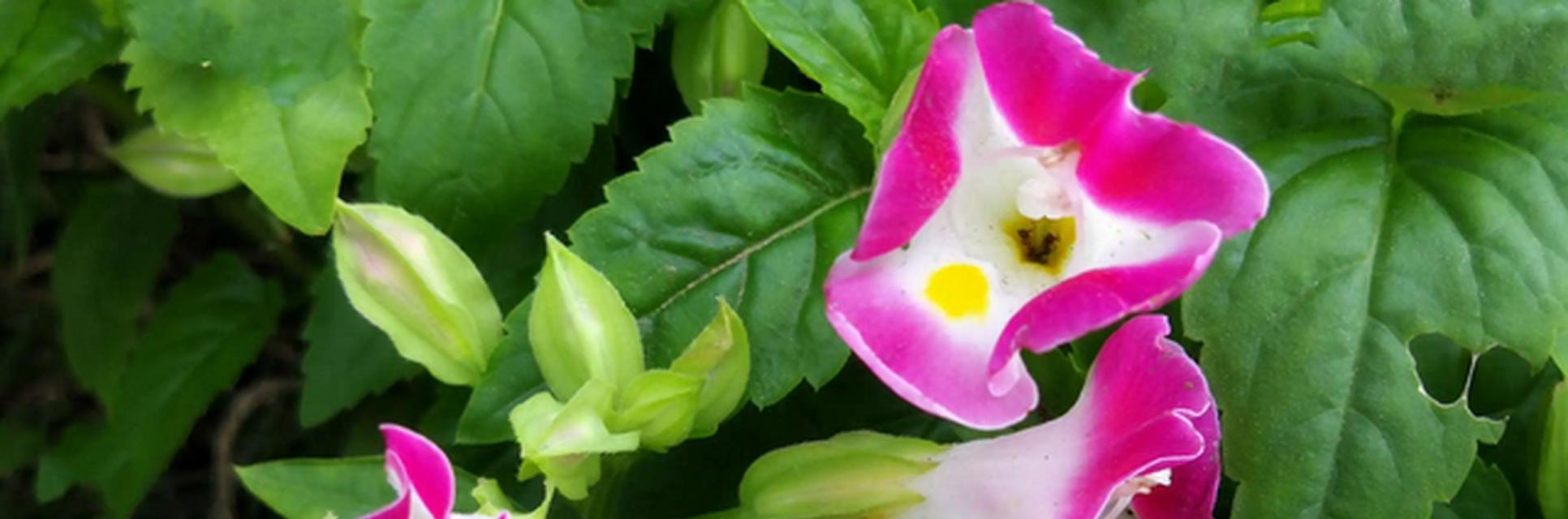 仙人掌木槿花开花的养护技巧是什么？
