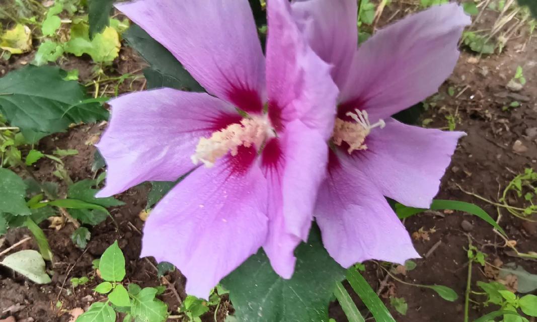 仙人掌木槿花开花的养护技巧是什么？