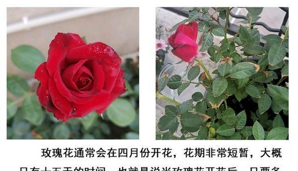 玫瑰花怎么种不分枝？如何控制其生长形态？