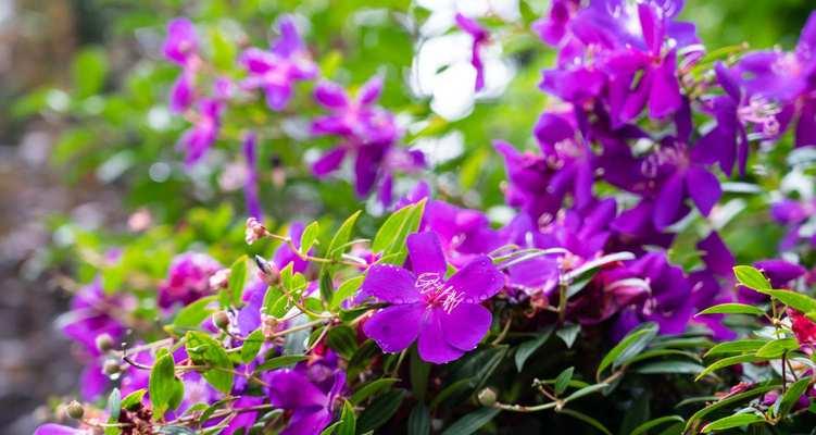 阿巴斯玫瑰花的养护要点是什么？