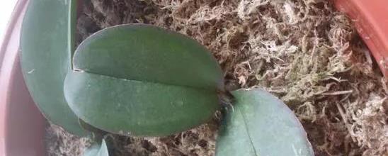 阿巴斯玫瑰花的养护要点是什么？