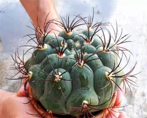 大力仙人球是什么品种？它的特点是什么？