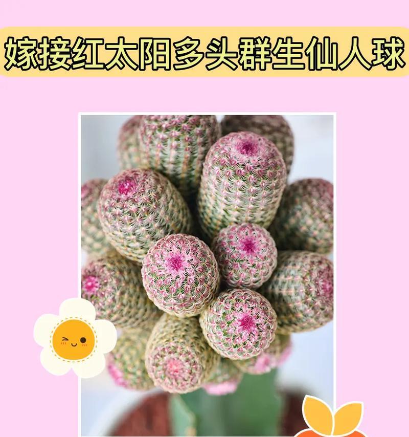 大力仙人球是什么品种？它的特点是什么？