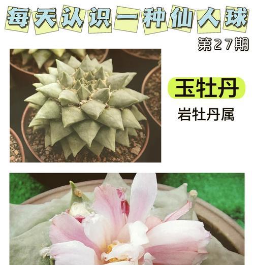 玉子花仙人球的养护管理方法是什么？