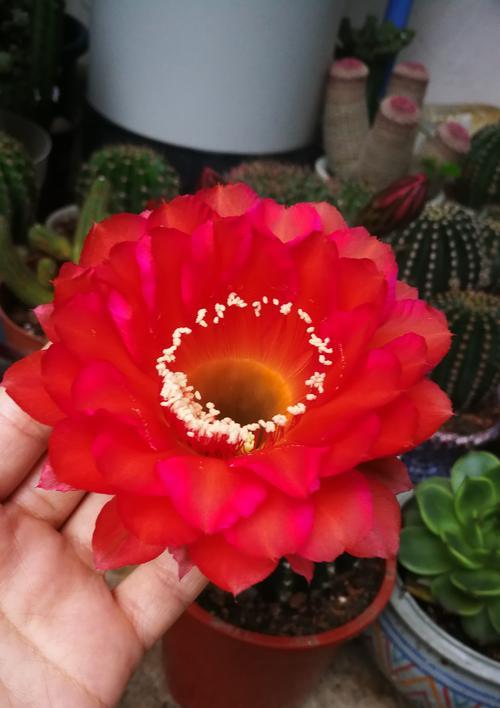 玉子花仙人球的养护管理方法是什么？