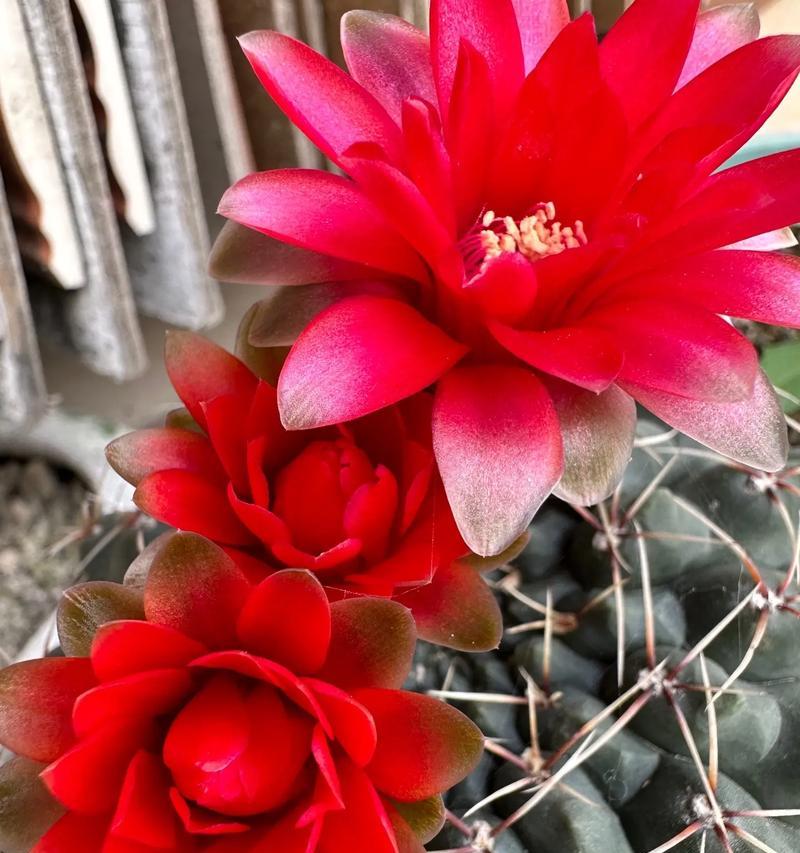 玉子花仙人球的养护管理方法是什么？