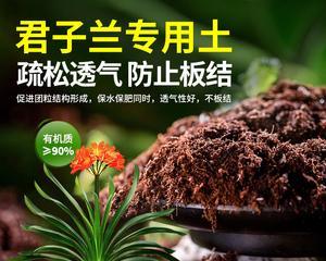 君子兰土和营养土有何不同？如何选择适合君子兰的土壤？