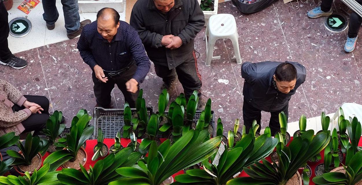 君子兰土和营养土有何不同？如何选择适合君子兰的土壤？