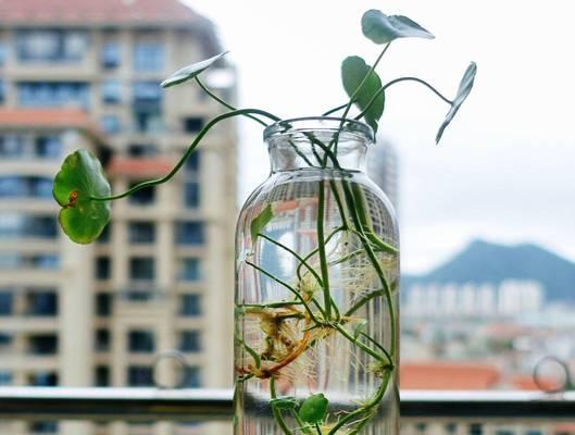 仙人球水培盆景的养护管理要点？