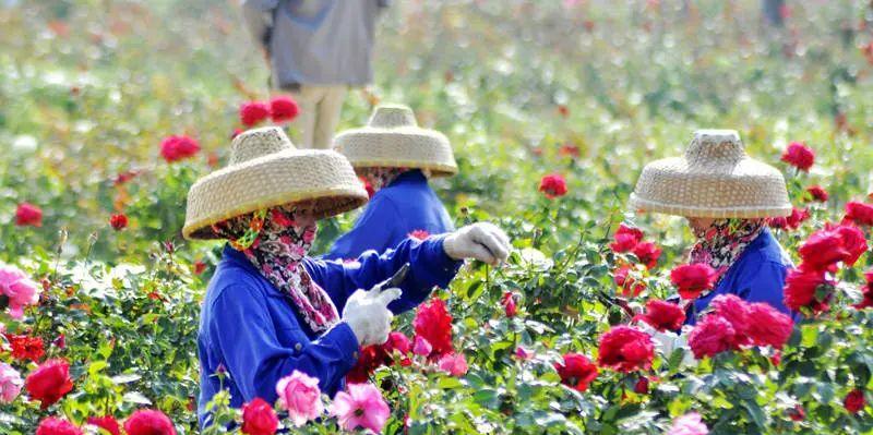 唯美玫瑰花的修剪技巧是什么？如何进行修剪以保持其美观？