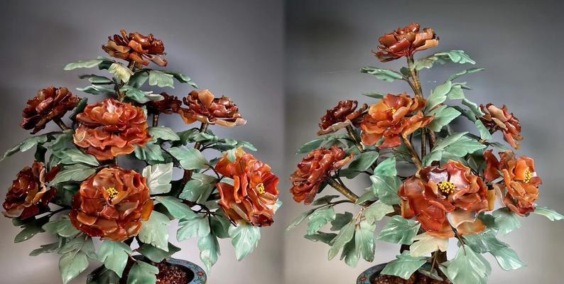 牡丹花盆景的品种名称是什么？
