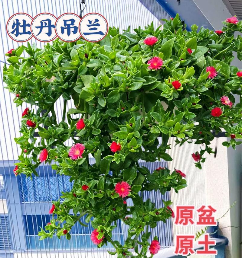 牡丹花盆景的品种名称是什么？