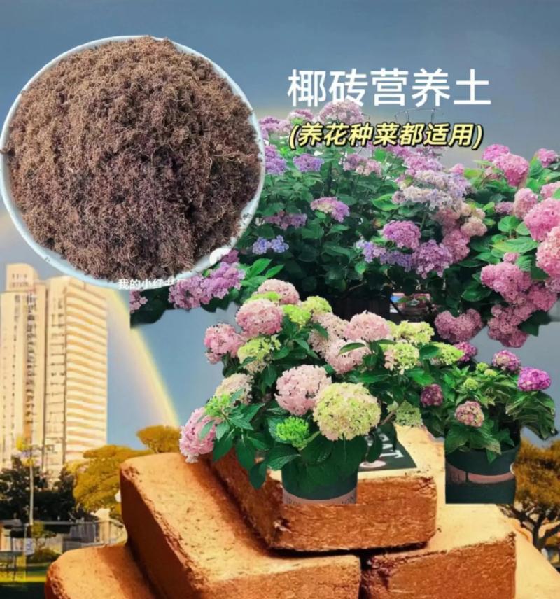 椰砖土栽仙人掌的正确养护方法是什么？