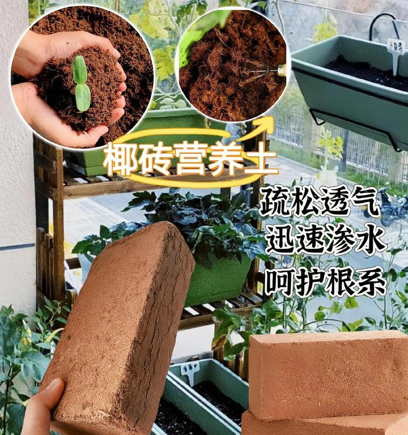 椰砖土栽仙人掌的正确养护方法是什么？