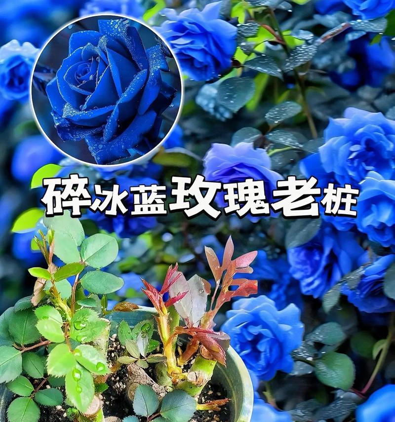 哪种玫瑰花品种可以伸缩？它的名字是什么？