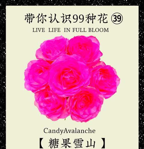 可购买的玫瑰花糖有哪些品种？各自的特色是什么？