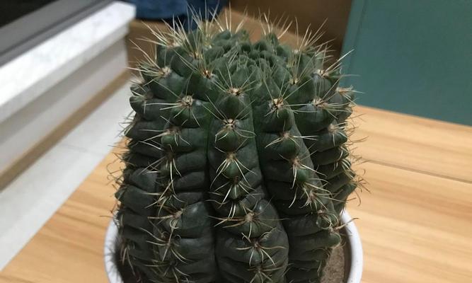 仙人球养了两年都不开花怎么办？如何促进其开花？