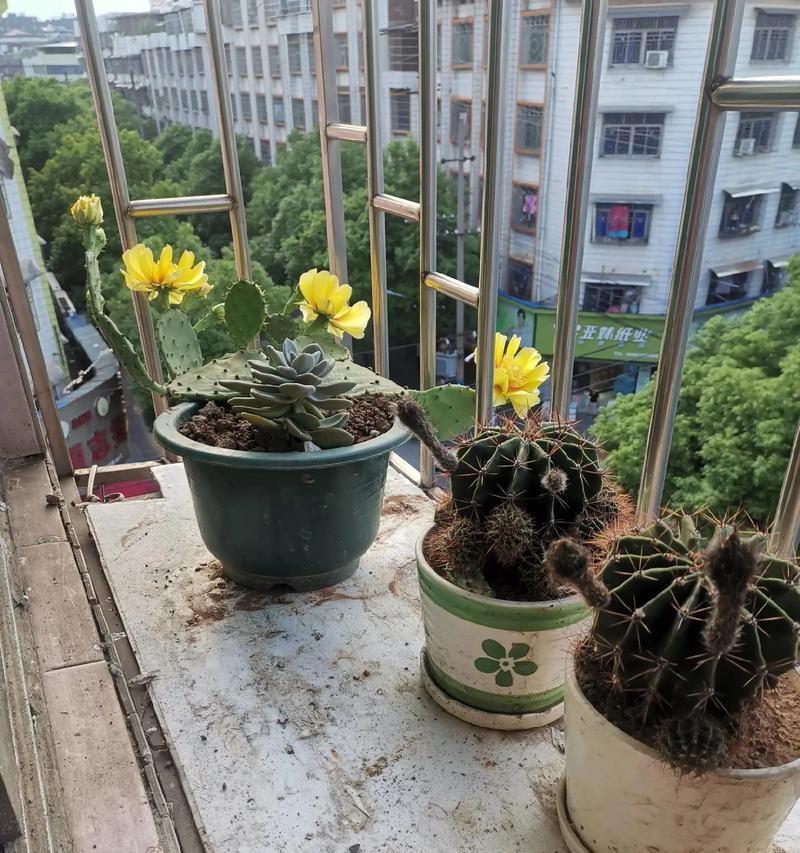 仙人球养了两年都不开花怎么办？如何促进其开花？
