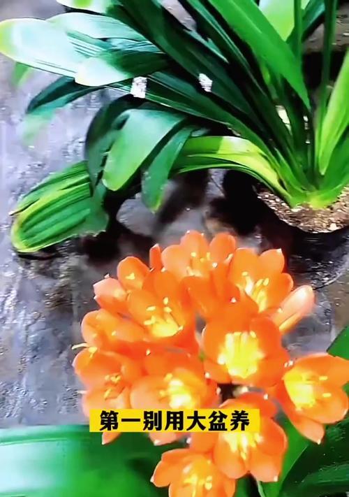 大花盆君子兰的养殖技巧是什么？