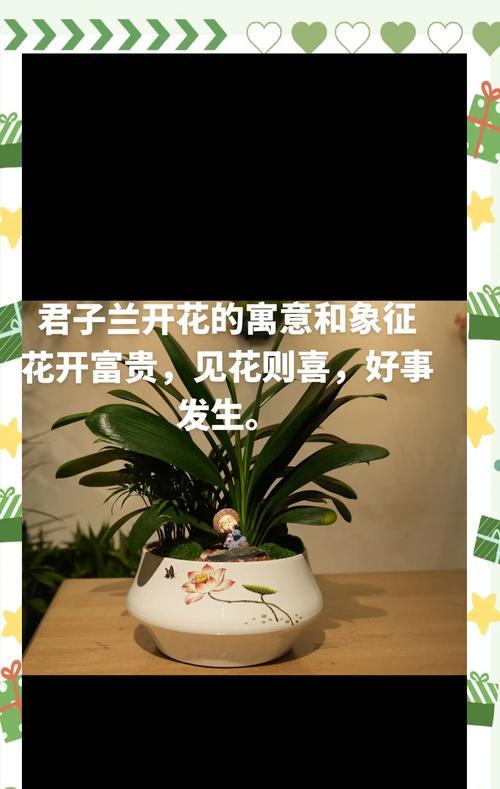 大花盆君子兰的养殖技巧是什么？