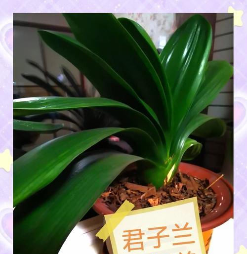 君子兰换盆后多久可以施肥？