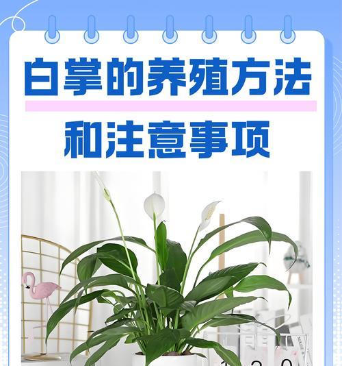 大白鹅仙人掌的养殖方法是什么？需要注意哪些问题？