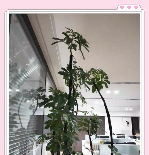 大白鹅仙人掌的养殖方法是什么？需要注意哪些问题？