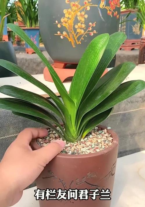 君子兰出现侧芽的原因是什么？