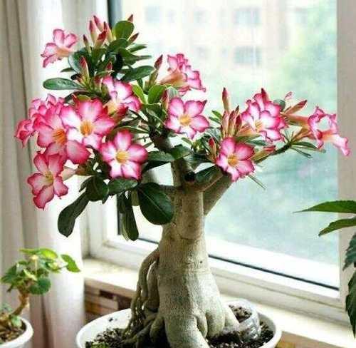 月季茉莉牡丹花如何养护？养护过程中应注意什么？