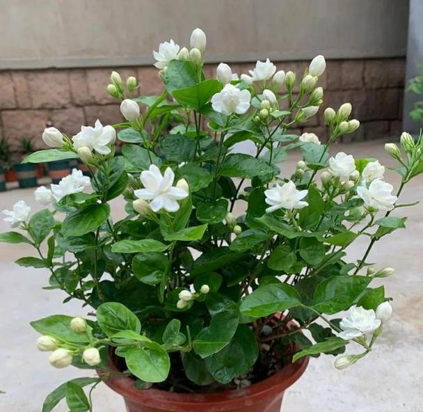 月季茉莉牡丹花如何养护？养护过程中应注意什么？